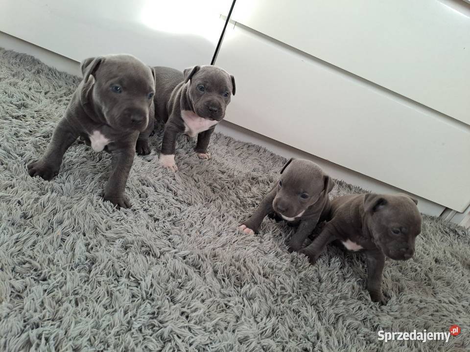 Piękne szczenięta Amstaff Blue wielkopolskie Kępno