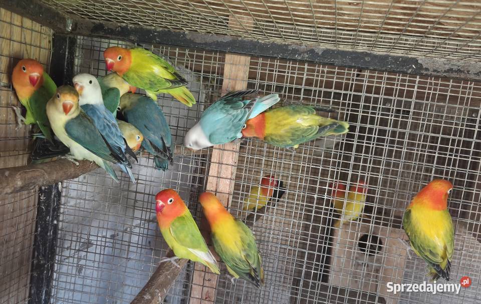 Nierozłączki Fischery Ptaki Ptaki Gdynia