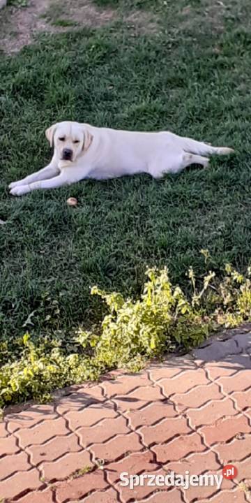 Labrador Retriver Reproduktor Dla zwierząt Pasztowa Wola-Kolonia usługi dla zwierząt
