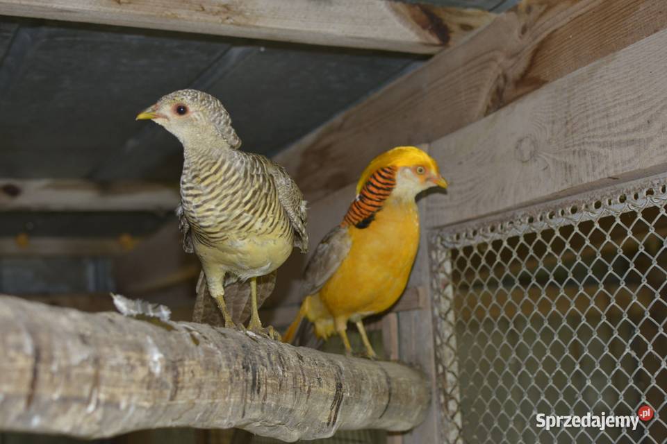 Bażanty złociste czerwone i bananowe koguty i Rzeszów sprzedam