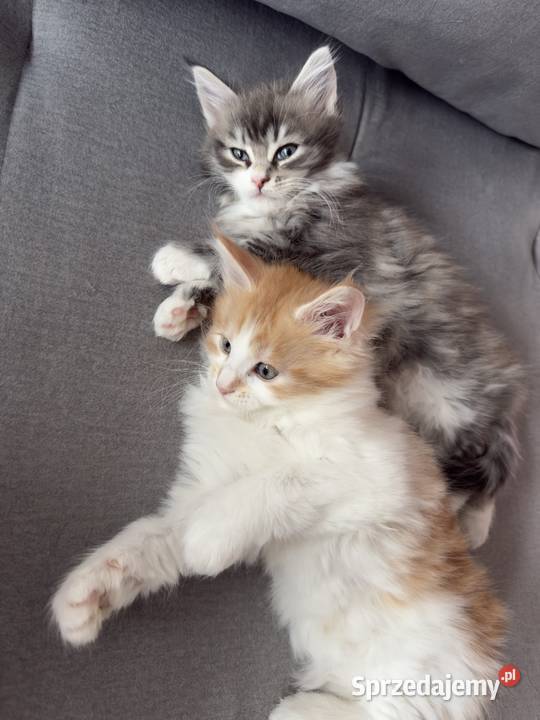 KocurKotka Maine Coon pomorskie sprzedam