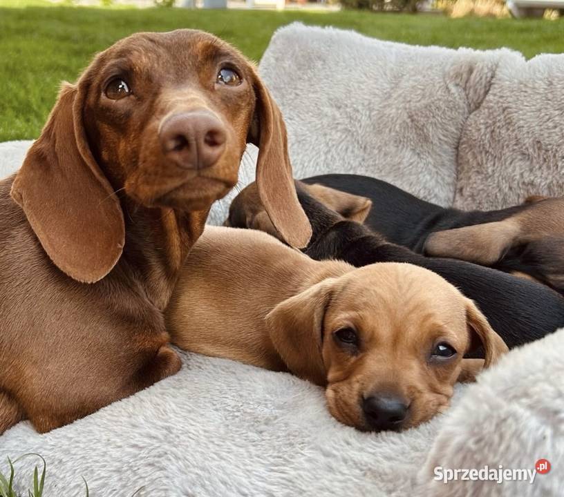 Śliczna suczka ruda miniaturka małopolskie Kraków