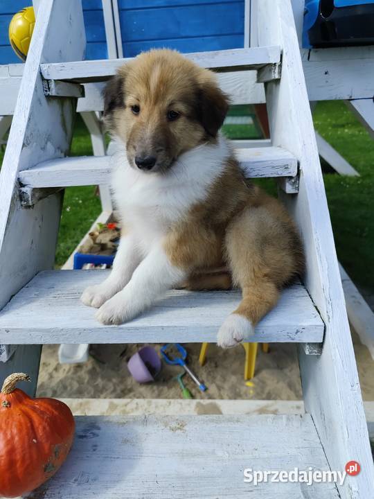 Owczarek Szkocki Collie