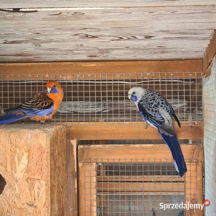 Rozelle królewskie Szymanowice