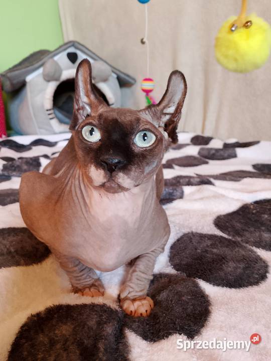 Sfinks kanadyjski Elf Sfinks dolnośląskie Legnica