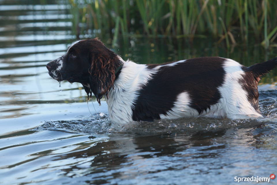 Szczeniaki Polski Spaniel Myśliwski warmińsko-mazurskie Kadzidłowo sprzedam