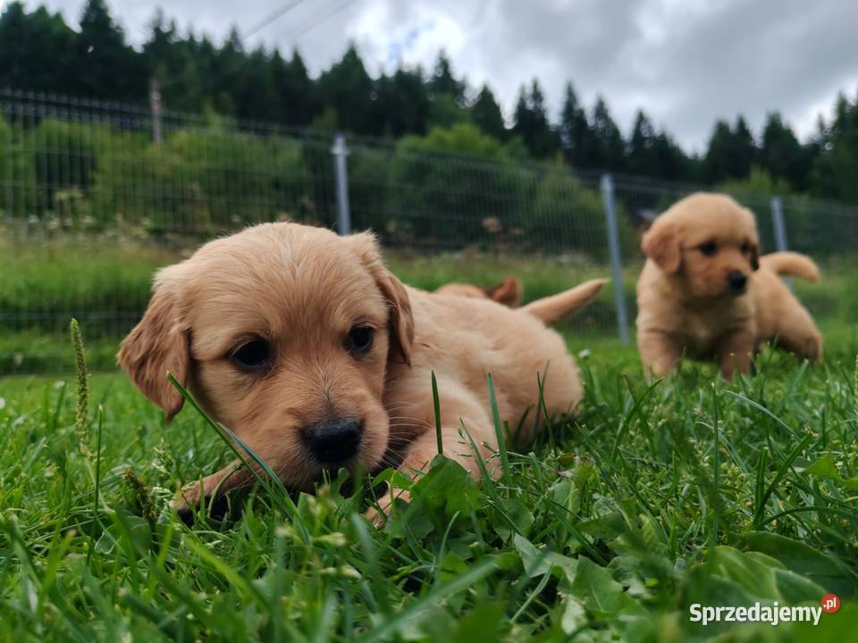 Golden Retriever zloty rudy ZKPL DNAgenetyka małopolskie Szczawa