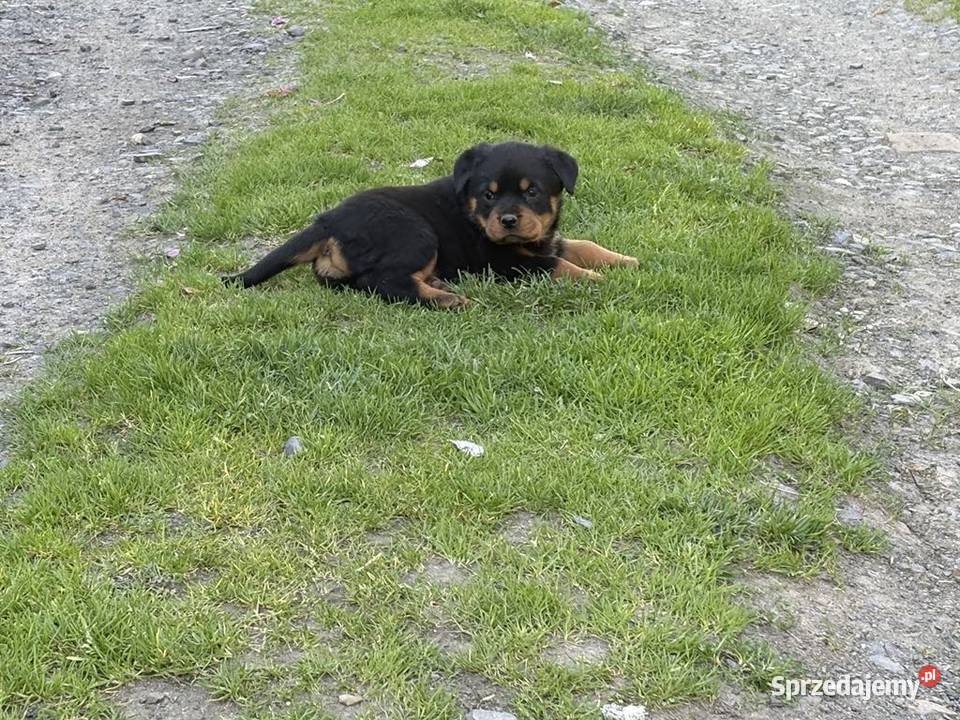 Szczeniaki Rottweiler