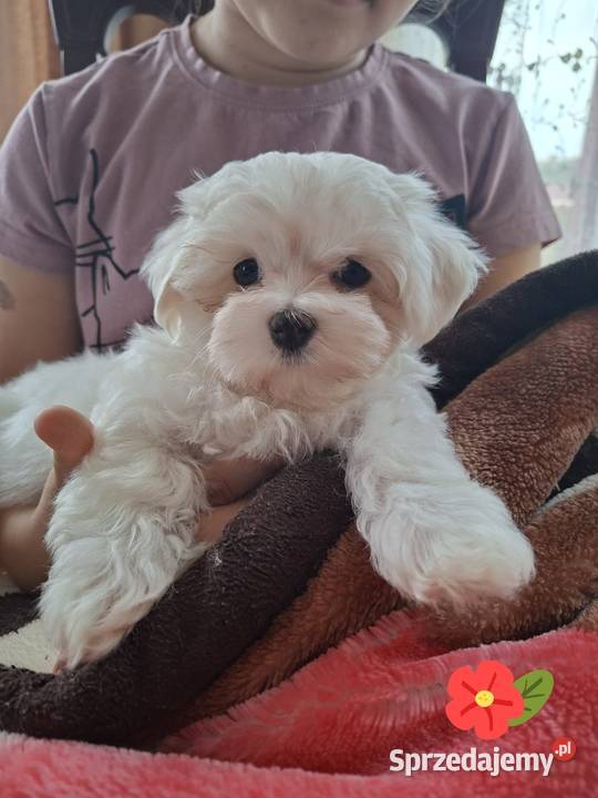 Suczka Maltańczyk z rodowodem FCI Maltańczyk Chełm sprzedam