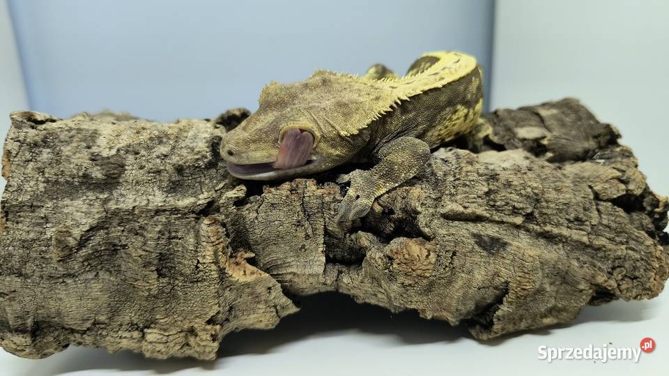 Gekon orzęsiony samiec kujawsko-pomorskie Barcin sprzedam