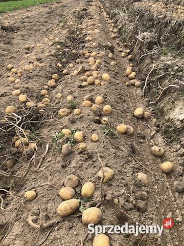 Ziemniaki aster żółty lubelskie Wojsławice