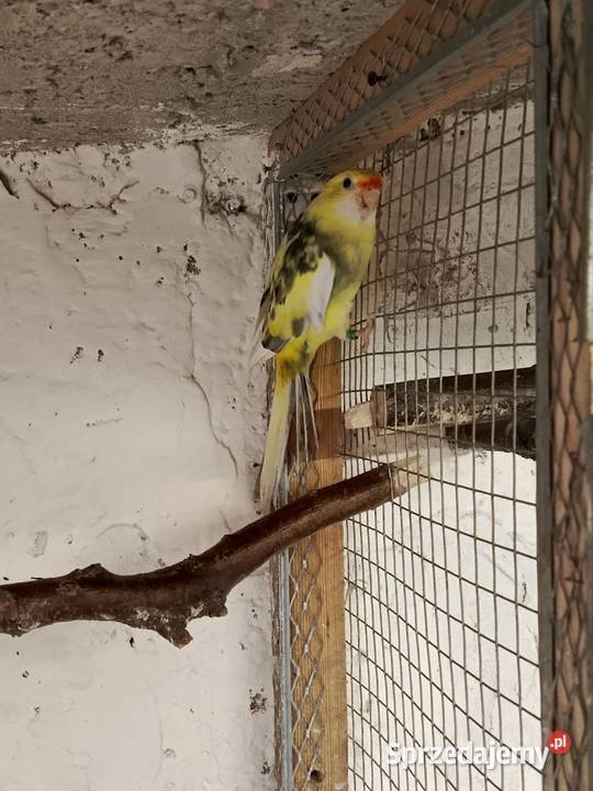 Rozella królewska Pszów sprzedam