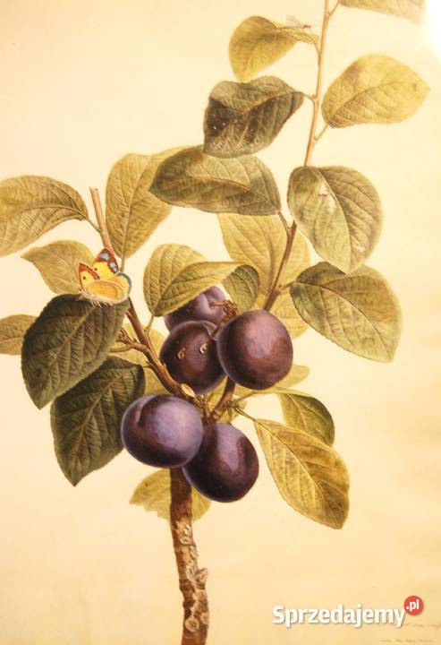 BESSA Pancrace akwatintowa rycina z owocem Poznań