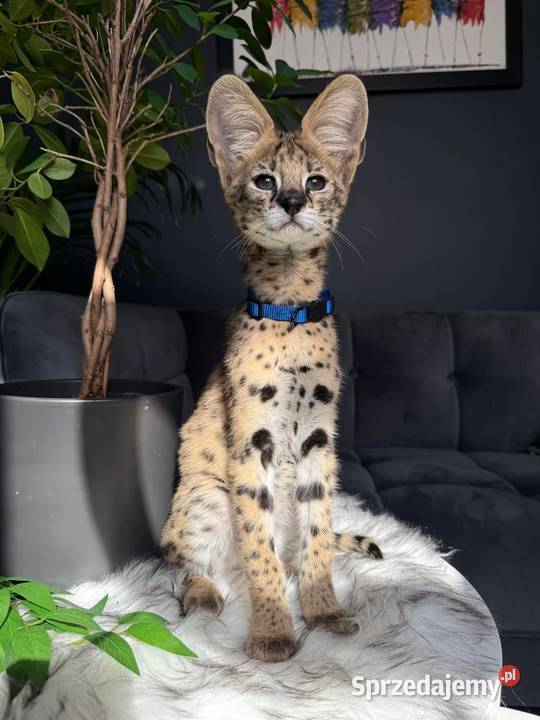 Serwal afrykański sawannowy serval ręcznie Bochnia