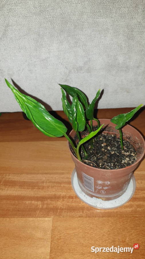 Epipremnum Godzilla roślina rosnąca mazowieckie Warszawa