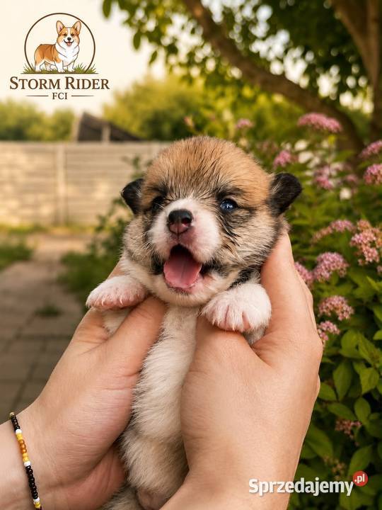 Szczenięta Welsh Corgi Pembroke FCI
