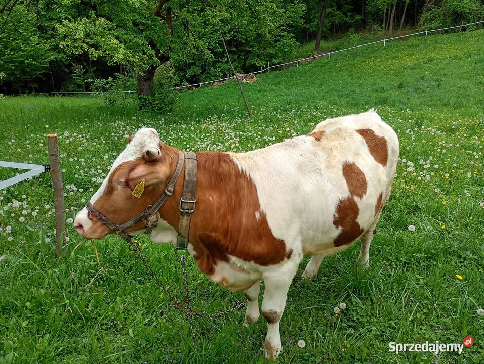 Sprzedam Brzostek