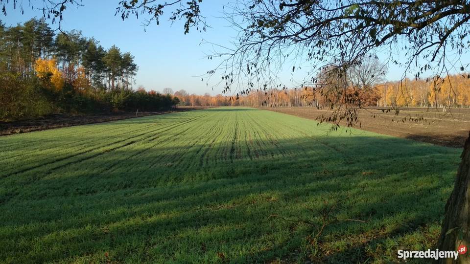 Działka rolnobudowlana 15000m prąd