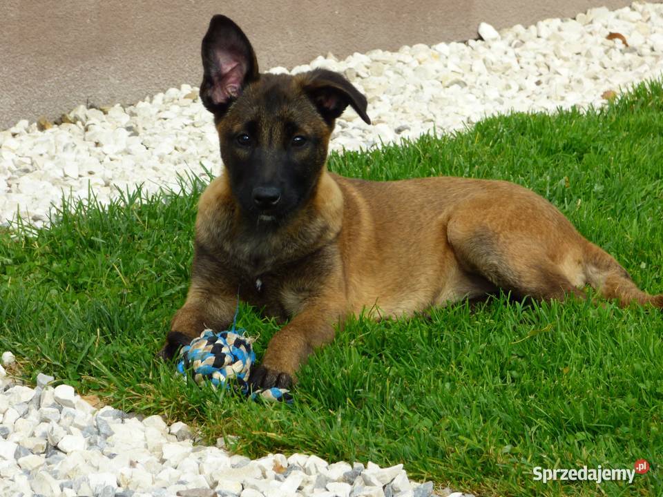 Owczarki belgijskie malinois Kielce sprzedam