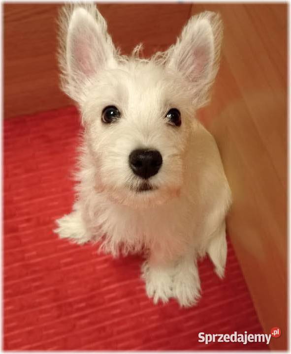 West Highland White Terrier DNA CMO0 westie 2025 śląskie Częstochowa