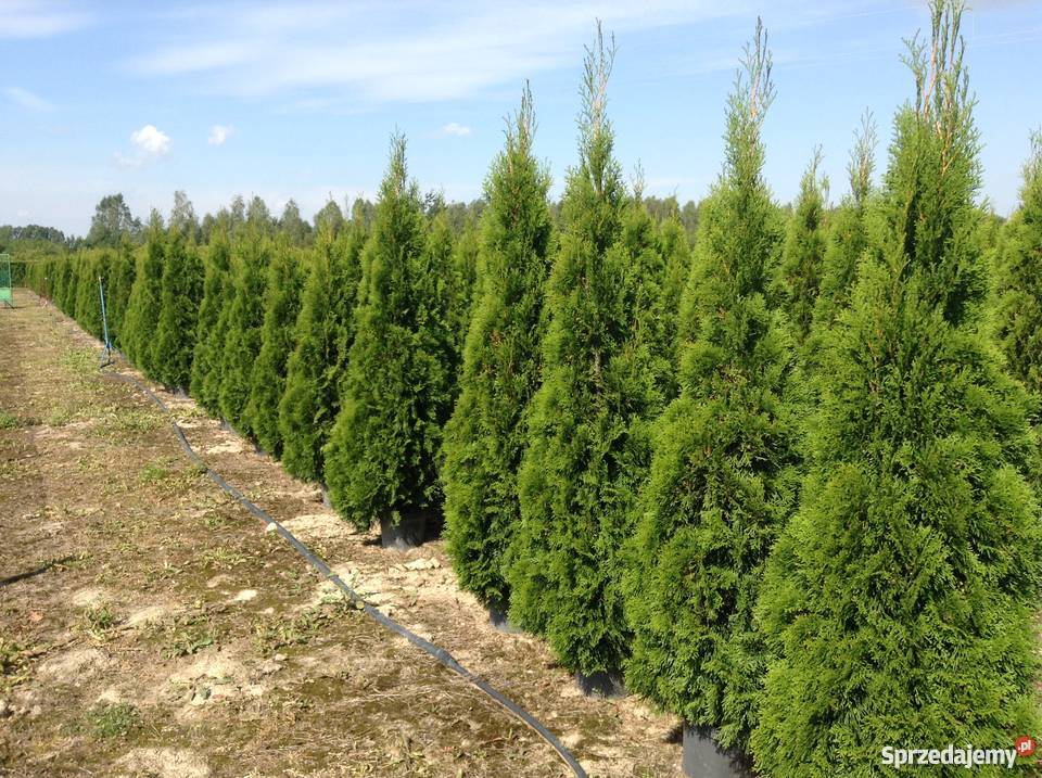 TANIO TUJE NA ZYWOPLOT SZMARAGD SHMARAGD THUJE Warszawa