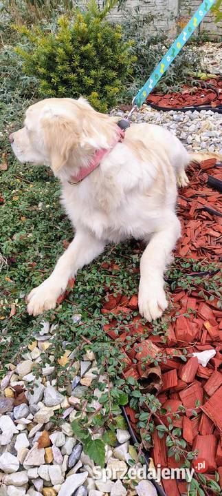 Golden Retriever śliczne szczeniaki Champion Radomsko