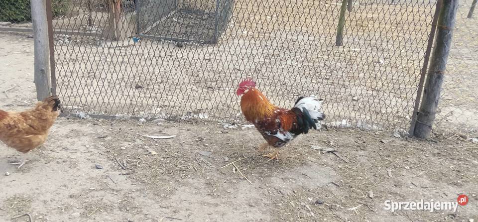 Koguty 2025 śląskie Pruchna