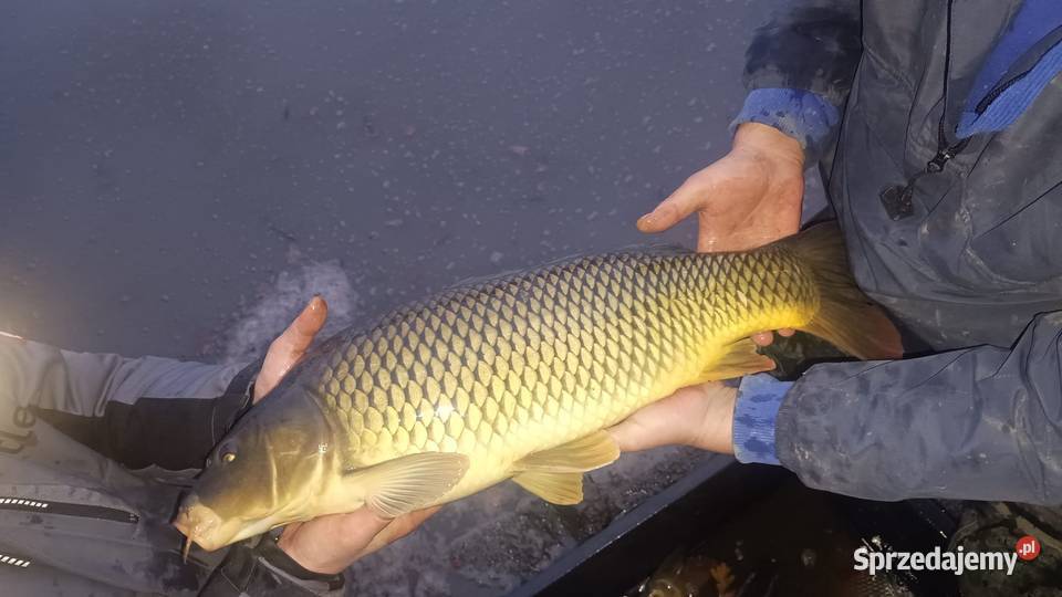 Karpie królewskie amury Pszczyna