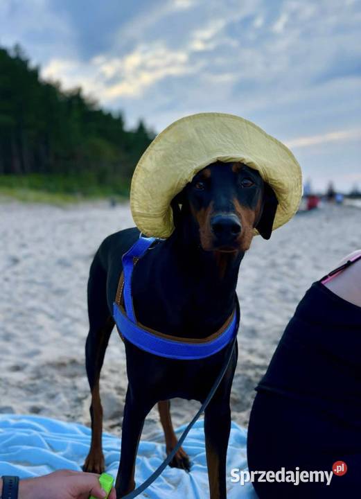 Doberman szczeniak z rodowodem Biłgoraj