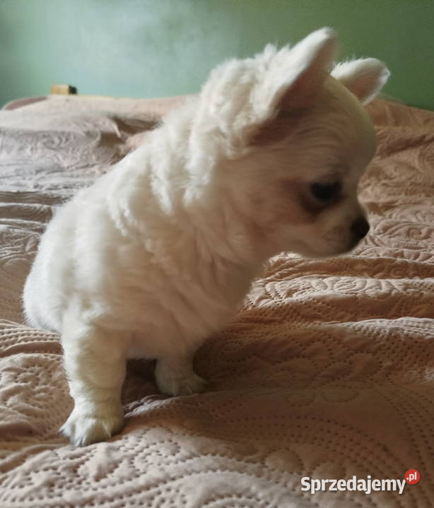 Chihuahua suczka długowłosa Konin