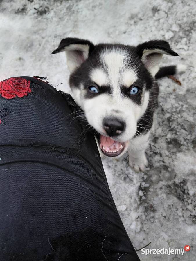 Husky Syberian Inowrocław