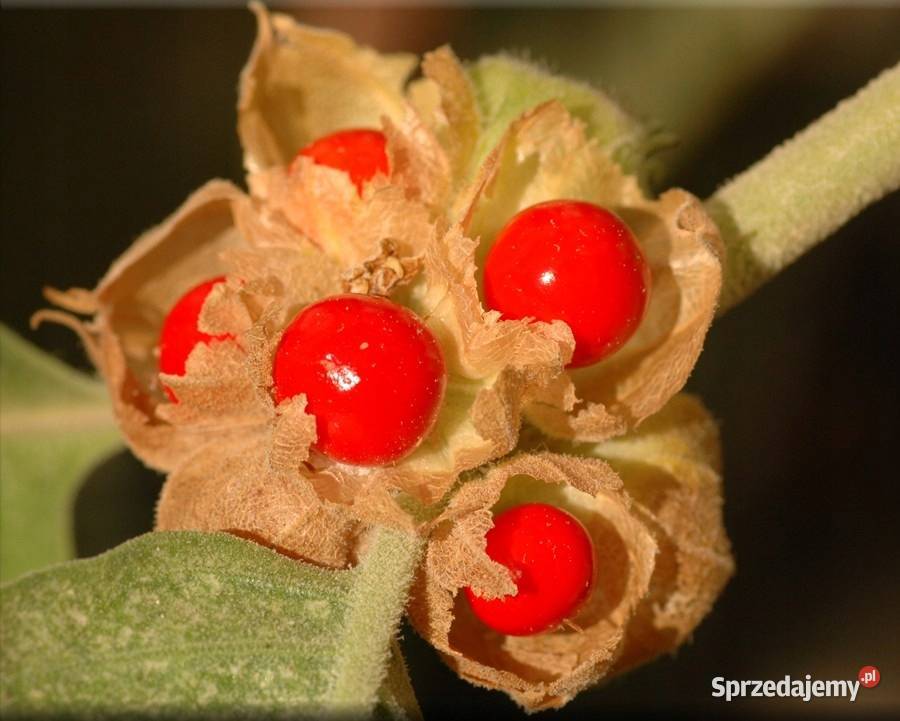 100 Nasion Ashwagandha sprzedam
