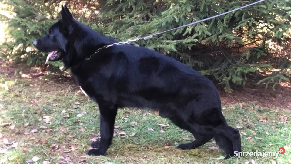 Owczarek Niemiecki Krótkowłosy Suczka FCI Częstochowa