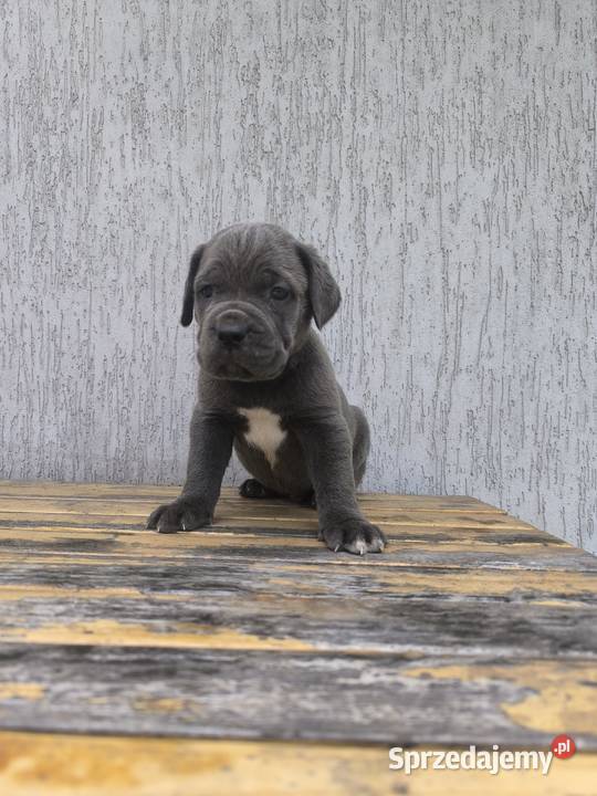 Cane Corso szczeniaki podkarpackie Cieszanów sprzedam