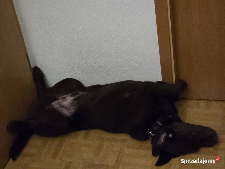 8 miesiecznyLabrador Retriever