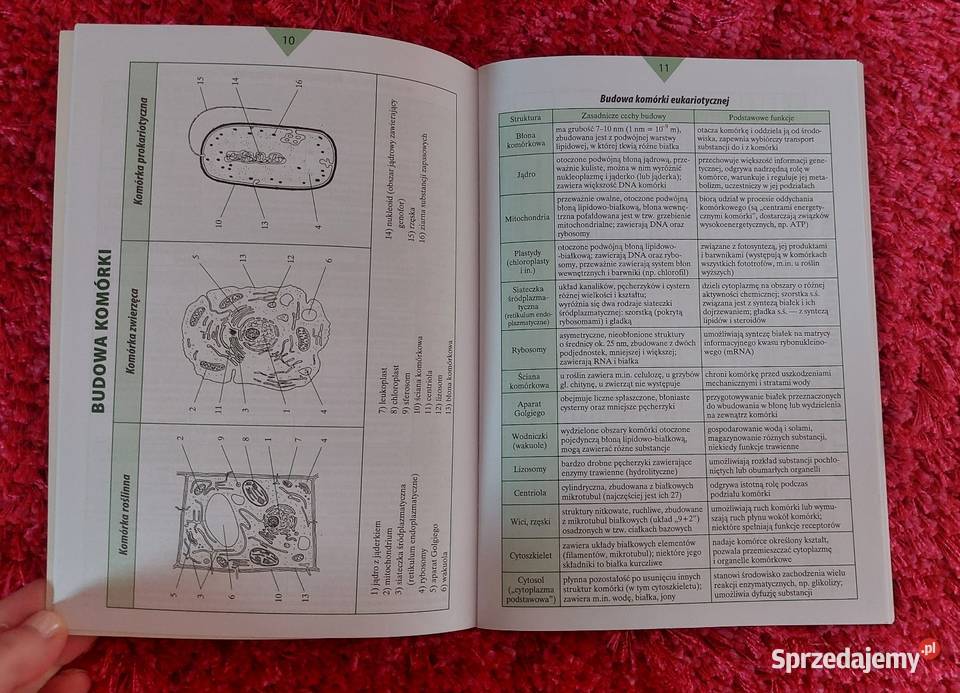 Małe tablice biologia Częstochowa