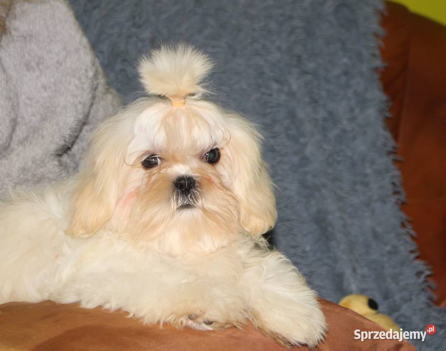 SHIH TZU UNIKATOWE BIAŁE Z KOMPLETEM SZCZEPIEŃ dolnośląskie Świebodzice