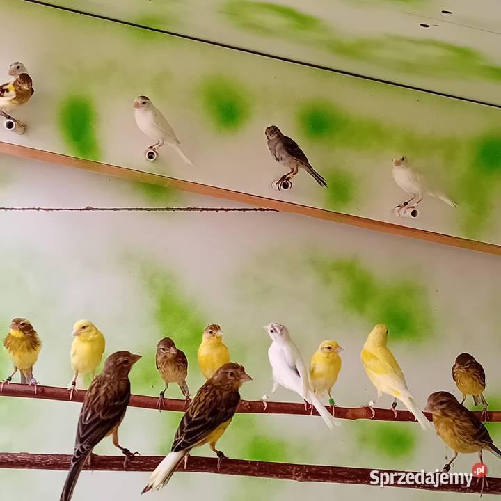 Kanarki miniatura hiszpańska Tomaszów Bolesławiecki