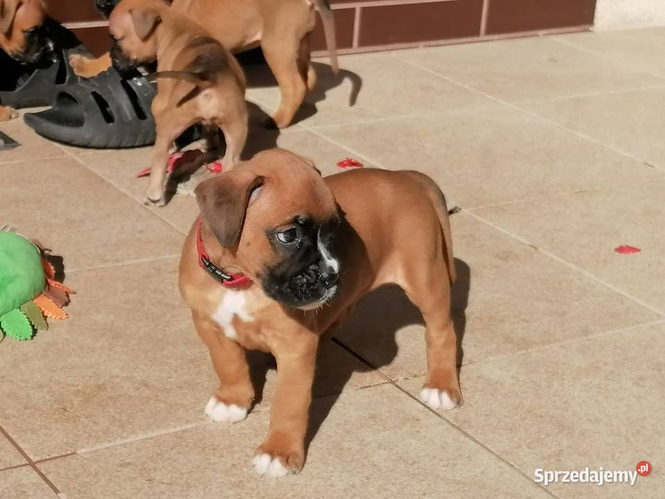 Bokser szczenięta Żukowo sprzedam