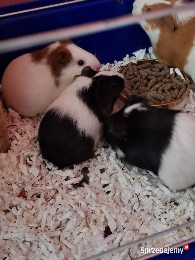 Sprzedam świnki morskie Samin sprzedam