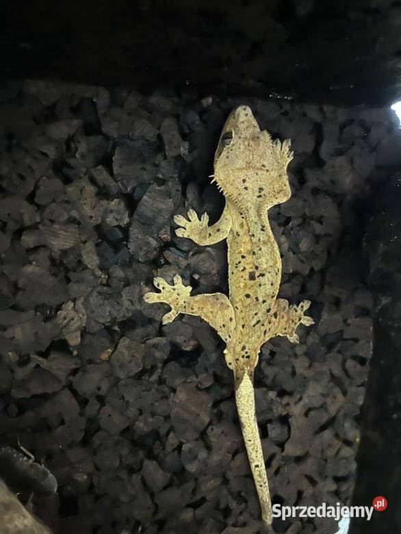 Gekony orzęsione mazowieckie Radom