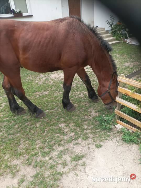 Remigo ogier i Diego ogier konik Polski Konie Bokiny