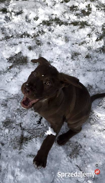 sprzedam szczeniaki labrador mix Płock