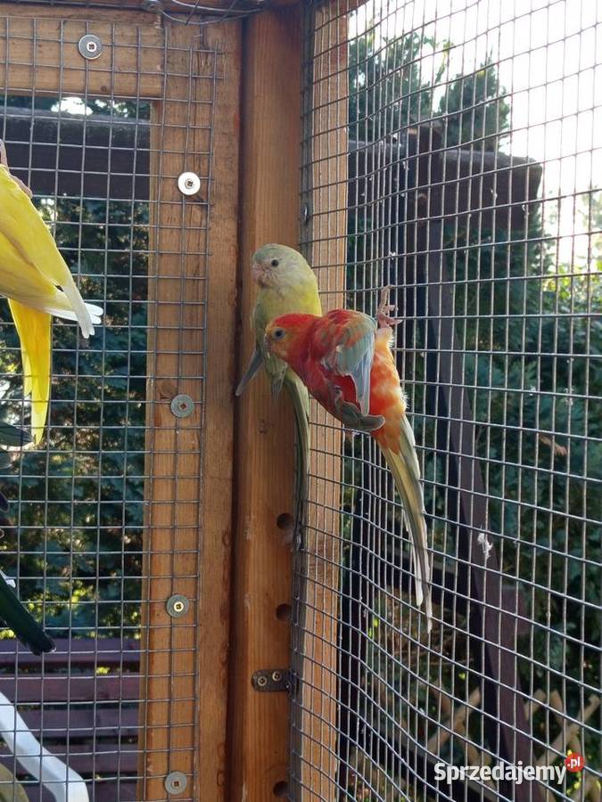 Świergotki wielkopolskie Środa Wielkopolska