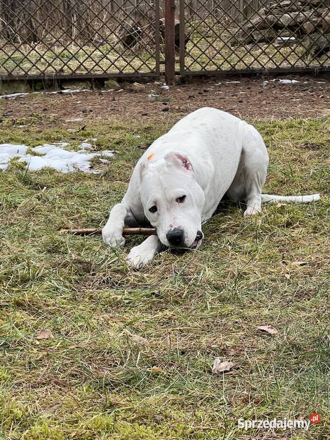 Młody Dog Argentyński śląskie Żarki-Letnisko