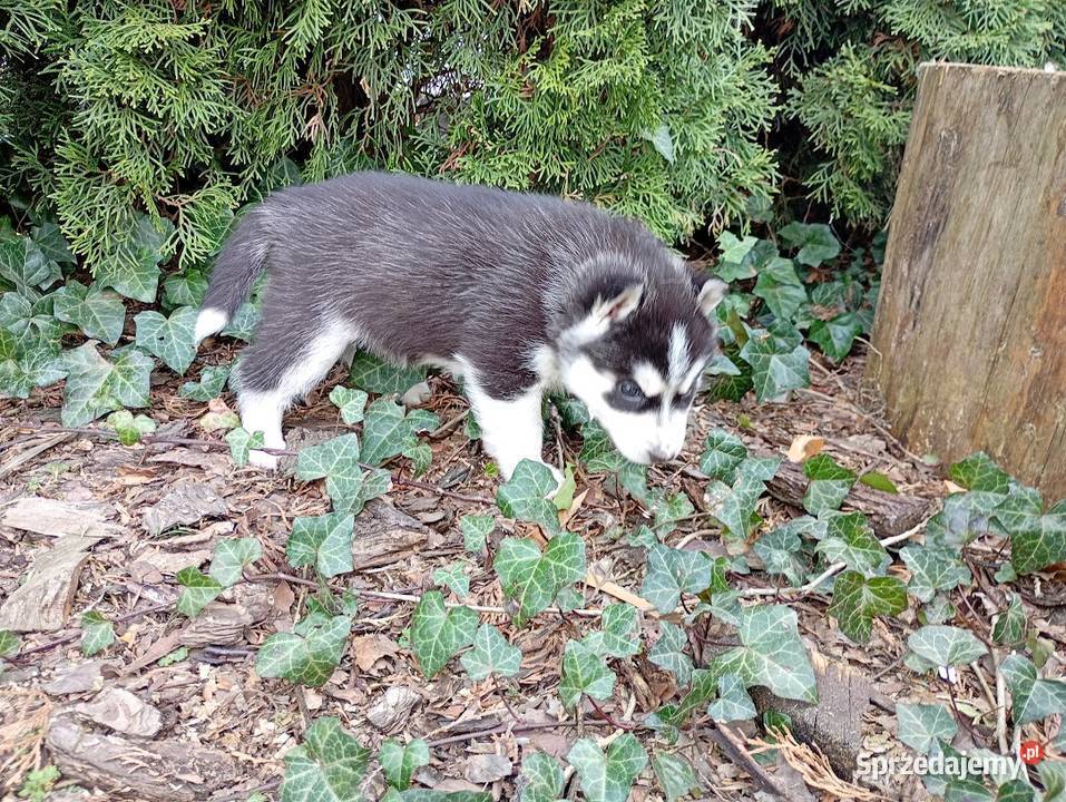 Siberian husky girl Racibórz