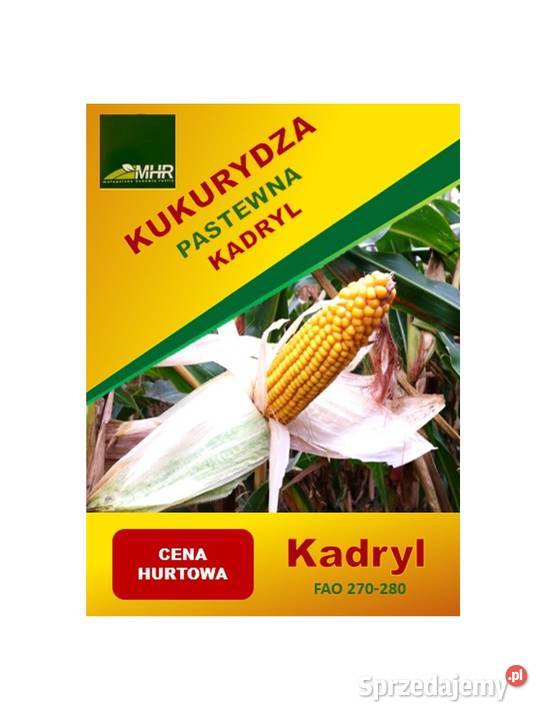 Kukurydza Nasiona Kadryl Kosmo Podlasiak Legion podlaskie Zambrów