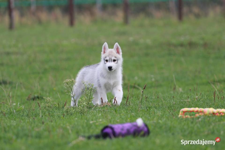 Siberian Husky ZKwP Żukowo sprzedam