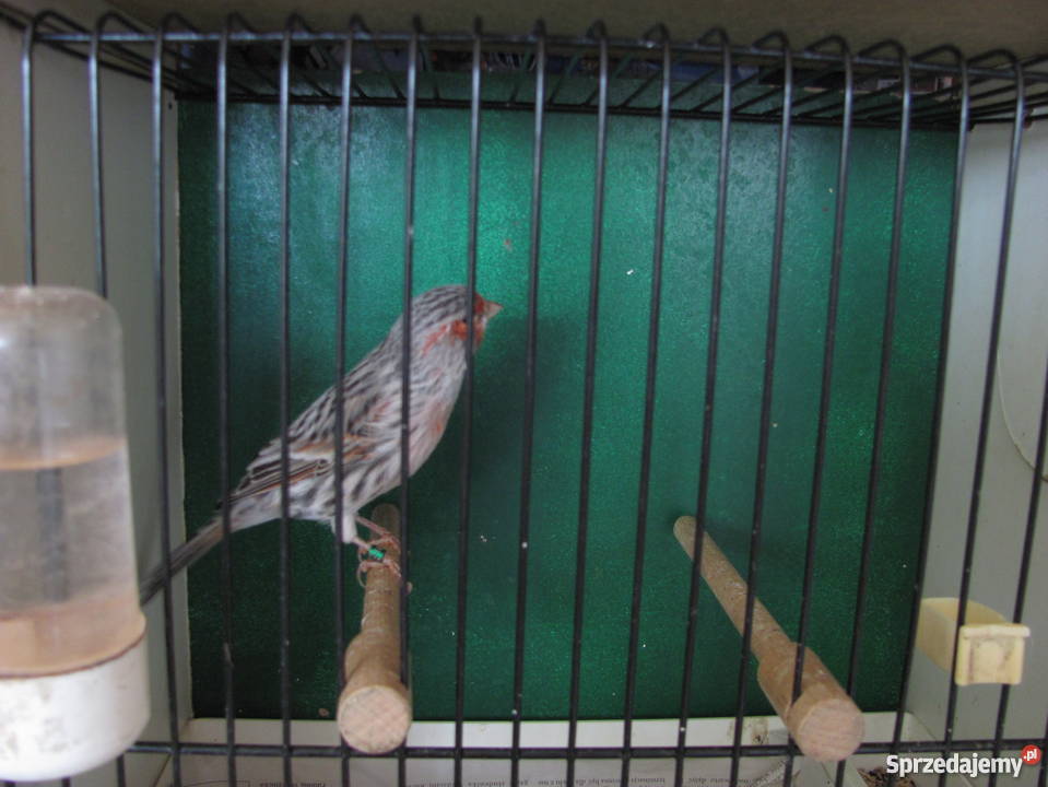 kanarki agatowe czerwona mozaika Pozostałe Dąbrowa Górnicza