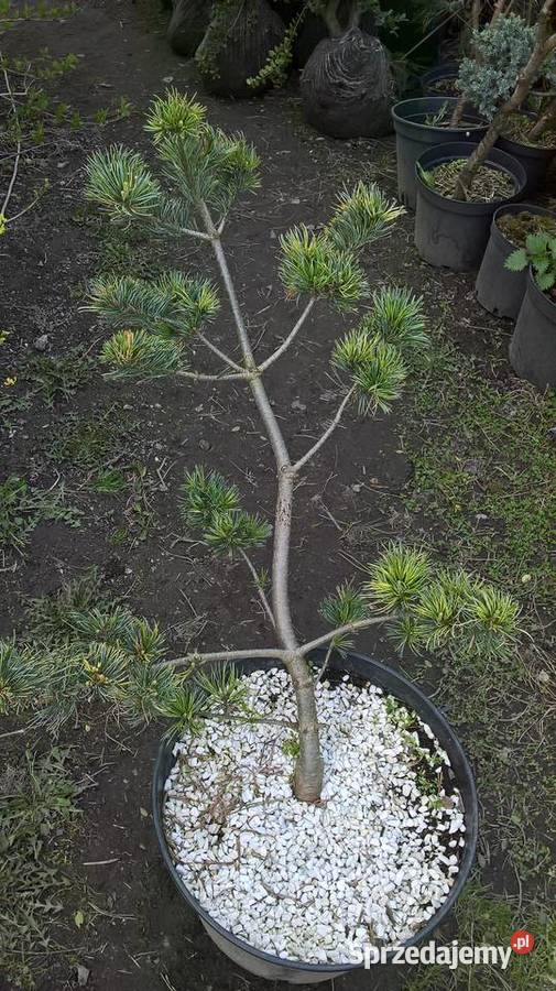 Iglaki Formowane Bonsai Mszczonów